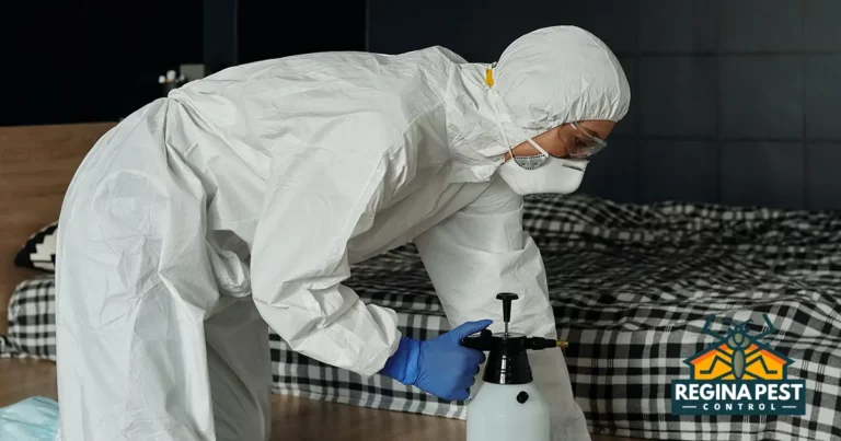 bed bug removal techniques effective pest control