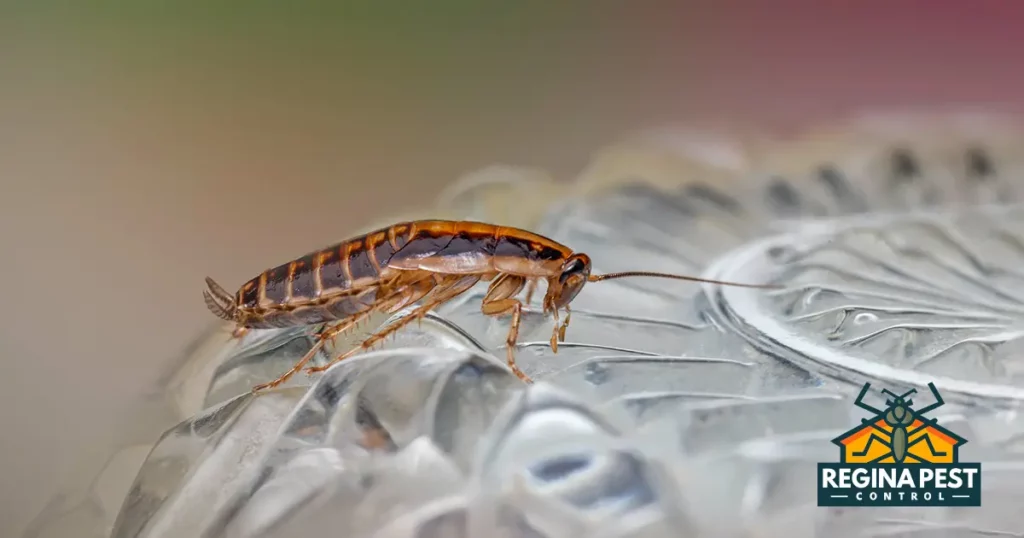 cockroach control best practices for a clean home