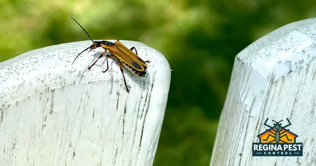 earwig control effective strategies for homeowners