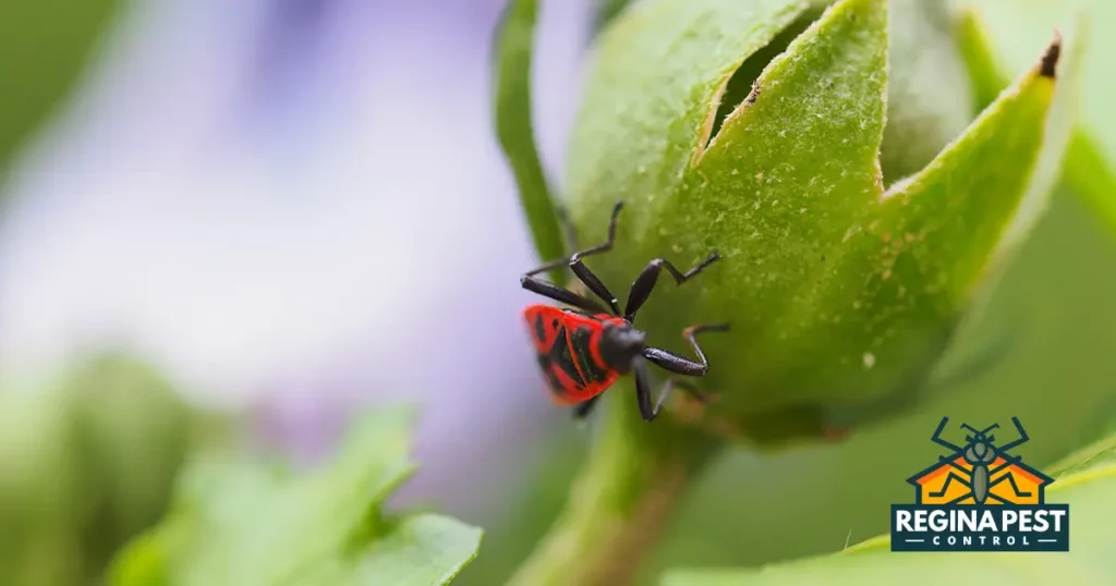 elder bug overview pest control and prevention