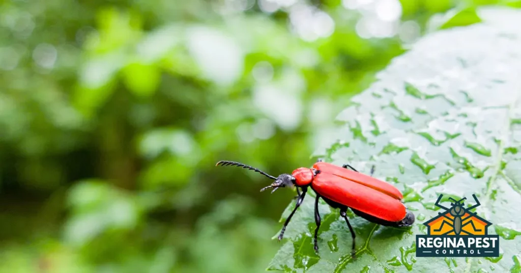 insect control services finding the best in your area