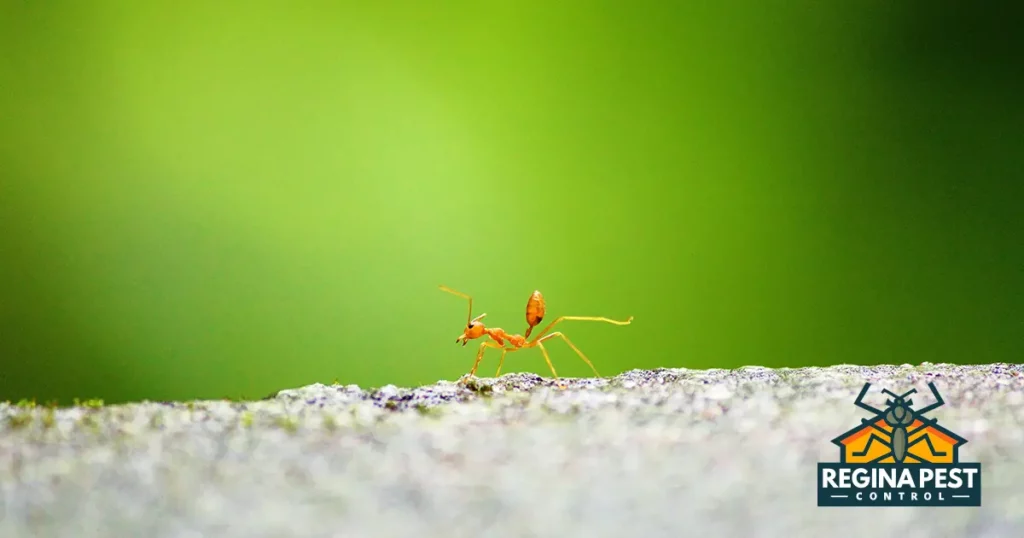 natural ant control eco friendly solutions