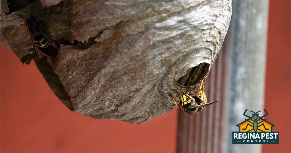 wasp nest removal safe and effective techniques