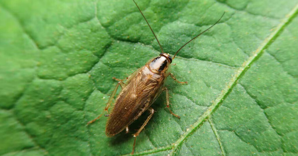 german cockroach pest control regina