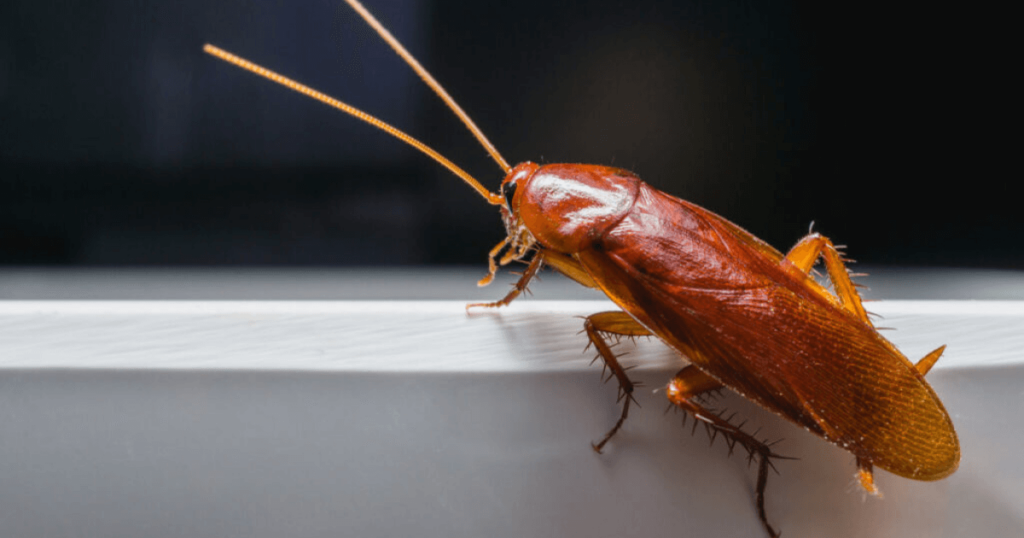 pest control regina german cockroach